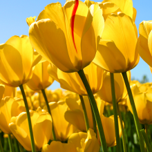 Norlida Binti Ab Aziz